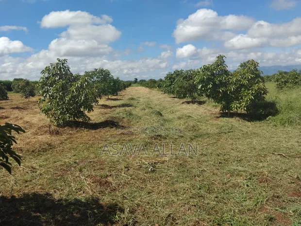 30 Acre Avocado Farm for Sale - Salaita, Taveta - 1