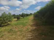 30 Acre Avocado Farm for Sale - Salaita, Taveta - 2