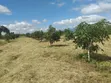 30 Acre Avocado Farm for Sale - Salaita, Taveta - 3