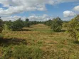 30 Acre Avocado Farm for Sale - Salaita, Taveta - 4
