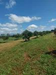 30 Acre Avocado Farm for Sale - Salaita, Taveta - 5