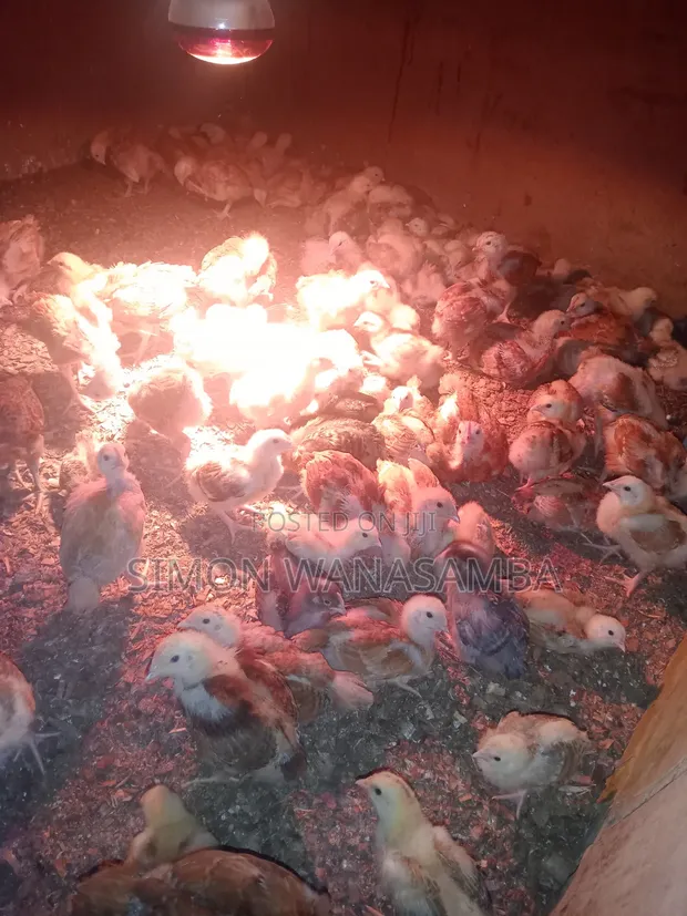Kienyeji Improved Chickens (Uzima Sasso & Kenbro) - 1