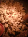 Kienyeji Improved Chickens (Uzima Sasso & Kenbro) - 2