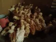 Kienyeji Improved Chickens (Uzima Sasso & Kenbro) - 3