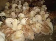 Kienyeji Improved Chickens (Uzima Sasso & Kenbro) - 4