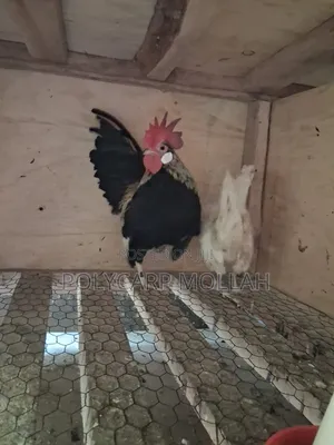 Mature Serama Hens for Sale
