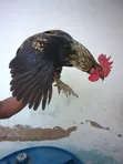Jike Safi la Kienyeji - 3