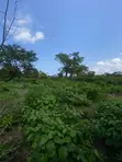 Prime Plot for Sale in Diani, Kinondo - 3