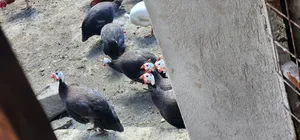 Royal Purple Guinea Fowls