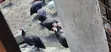 Royal Purple Guinea Fowls - 1