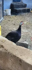 Royal Purple Guinea Fowls - 2
