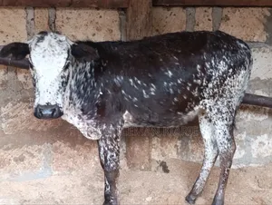 Girilando Calves for Sale in Githunguri