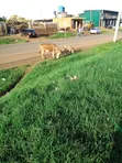 1 Acre Land for Sale in Nanyuki - 2