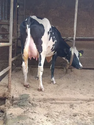 Girolando Crossbreed Heifer - High Yield Dairy Cow