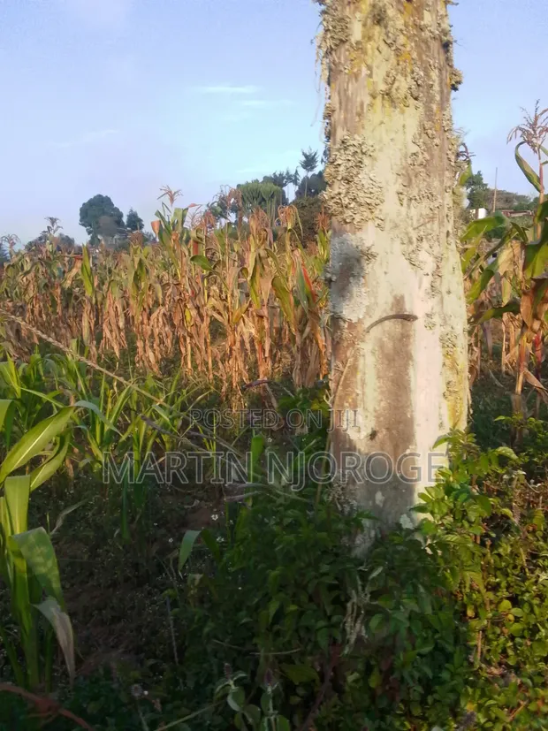 50x100 Plot for Sale in Ndeiya - 1