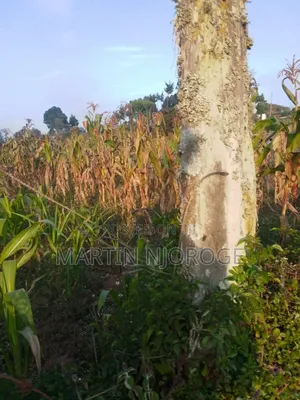50x100 Plot for Sale in Ndeiya