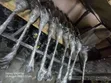 Subaru SG5 Steering Rack - 1
