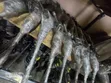 Subaru SG5 Steering Rack - 2