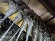 Subaru SG5 Steering Rack - 3