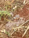 50x100 Land for Sale in Murang'a - Ready Title Deed - 5
