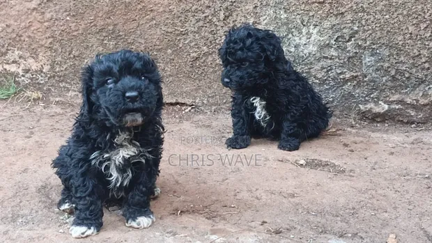 Male Purebred Maltipoo Puppy (1-3 Months) - 1