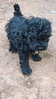 Male Purebred Maltipoo Puppy (1-3 Months) - 2
