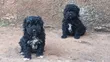 Male Purebred Maltipoo Puppy (1-3 Months) - 3