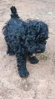 Male Purebred Maltipoo Puppy (1-3 Months) - 4