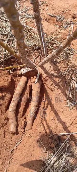Cassava for Sale - Wholesale Loads