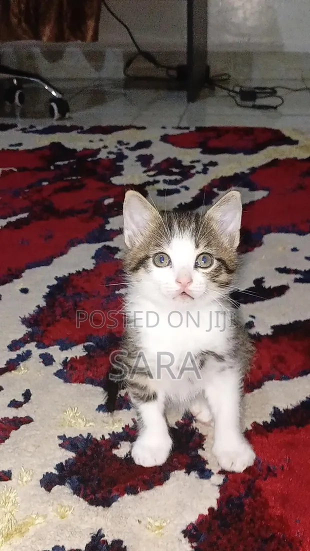 Female Mixed Breed Tabby Kitten - 1