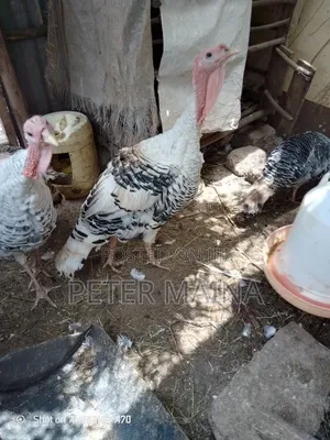 Young Male Turkeys (7 Months)