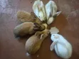 Rabbits for Sale - 1