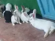 Rabbits for Sale - 2