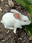 Rabbits for Sale - 3