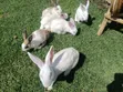 Rabbits for Sale - 4