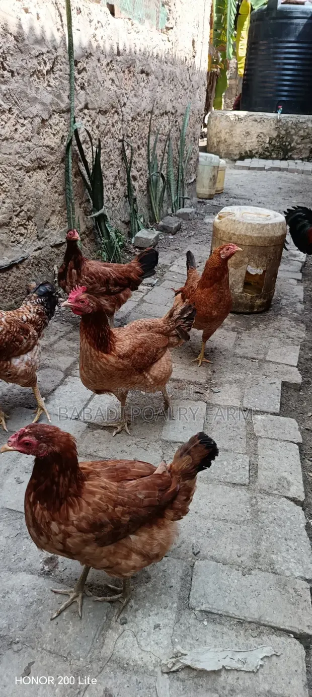 Female Kienyeji Chicken - 1