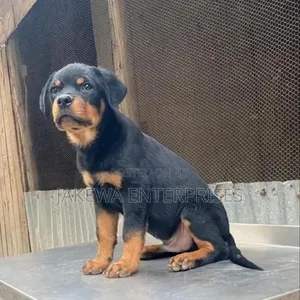 Purebred Rottweiler Puppy - 1-3 Months Male