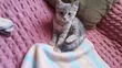 Paka wa Kiume Mchanganyiko wa Russian Blue - 1