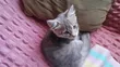 Paka wa Kiume Mchanganyiko wa Russian Blue - 2