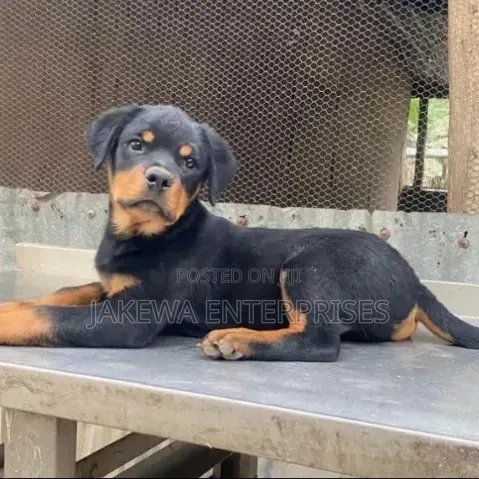 Female Purebred Rottweiler Puppy (1-3 Months) - 1
