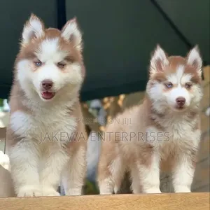 Male Purebred Siberian Husky Puppy (1-3 Months)
