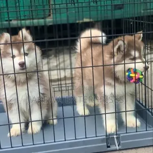 Male Purebred Siberian Husky Puppy (1-3 Months)