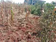 50x100 Plot for Sale, Anmer Gardens Estate, Kiambu - 2