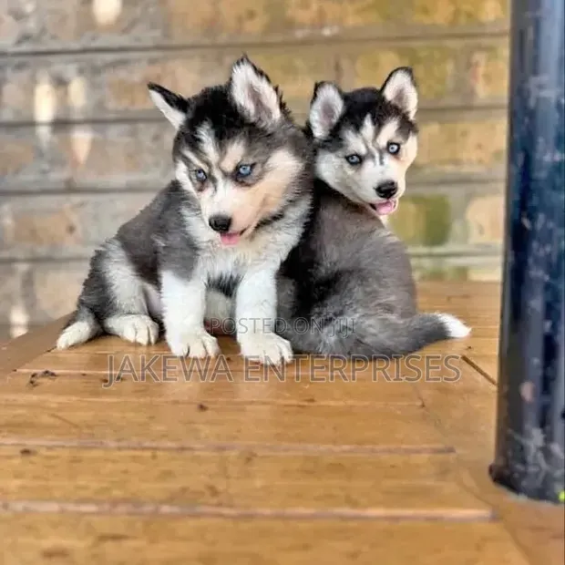 Male Purebred Siberian Husky Puppy (1-3 Months) - 1
