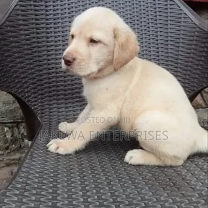 Purebred Male Labrador Retriever Puppy (1-3 Months)