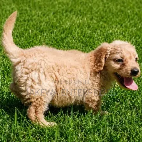 Female Purebred Cockapoo Puppy (1-3 Months) - 1