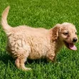 Female Purebred Cockapoo Puppy (1-3 Months) - 1