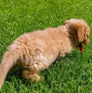 Female Purebred Cockapoo Puppy (1-3 Months)