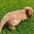 Female Purebred Cockapoo Puppy (1-3 Months) - 2