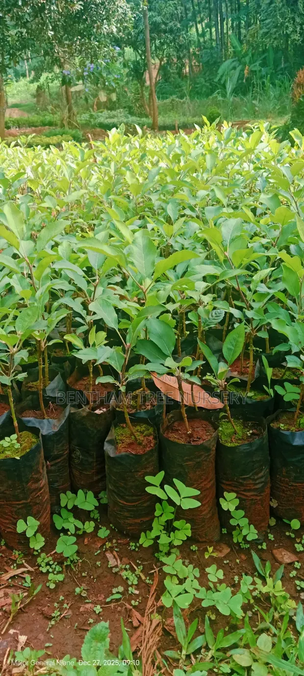 Kenyan Apple Seedlings (Green & Red) - 1